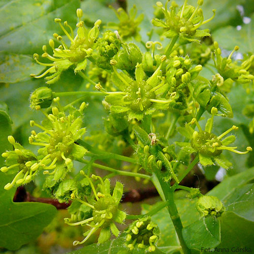 Klon polny, paklon, Acer campestre, kwiaty