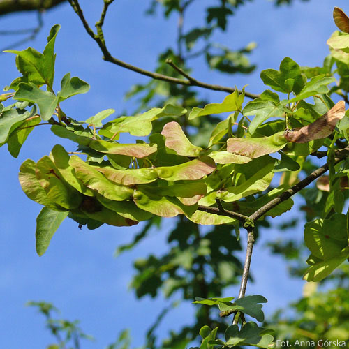 Klon polny, paklon, Acer campestre, owoc