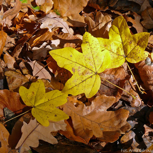 Klon polny, paklon, Acer campestre, jesienne liście
