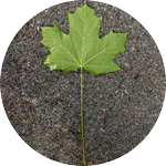 Klon pospolity, Acer platanoides, liść
