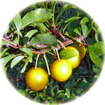 Śliwa ałycza, Prunus cerasifera, owoce